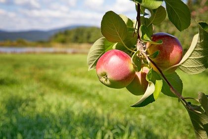 Washington Orchard insurance